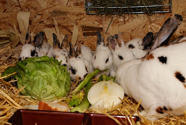 Dreifarben Rex Kaninchen Kaninchenstall Paradies